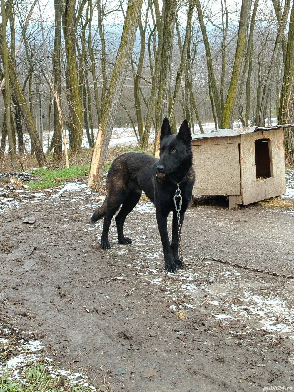 Ciobanesc belgian malinois