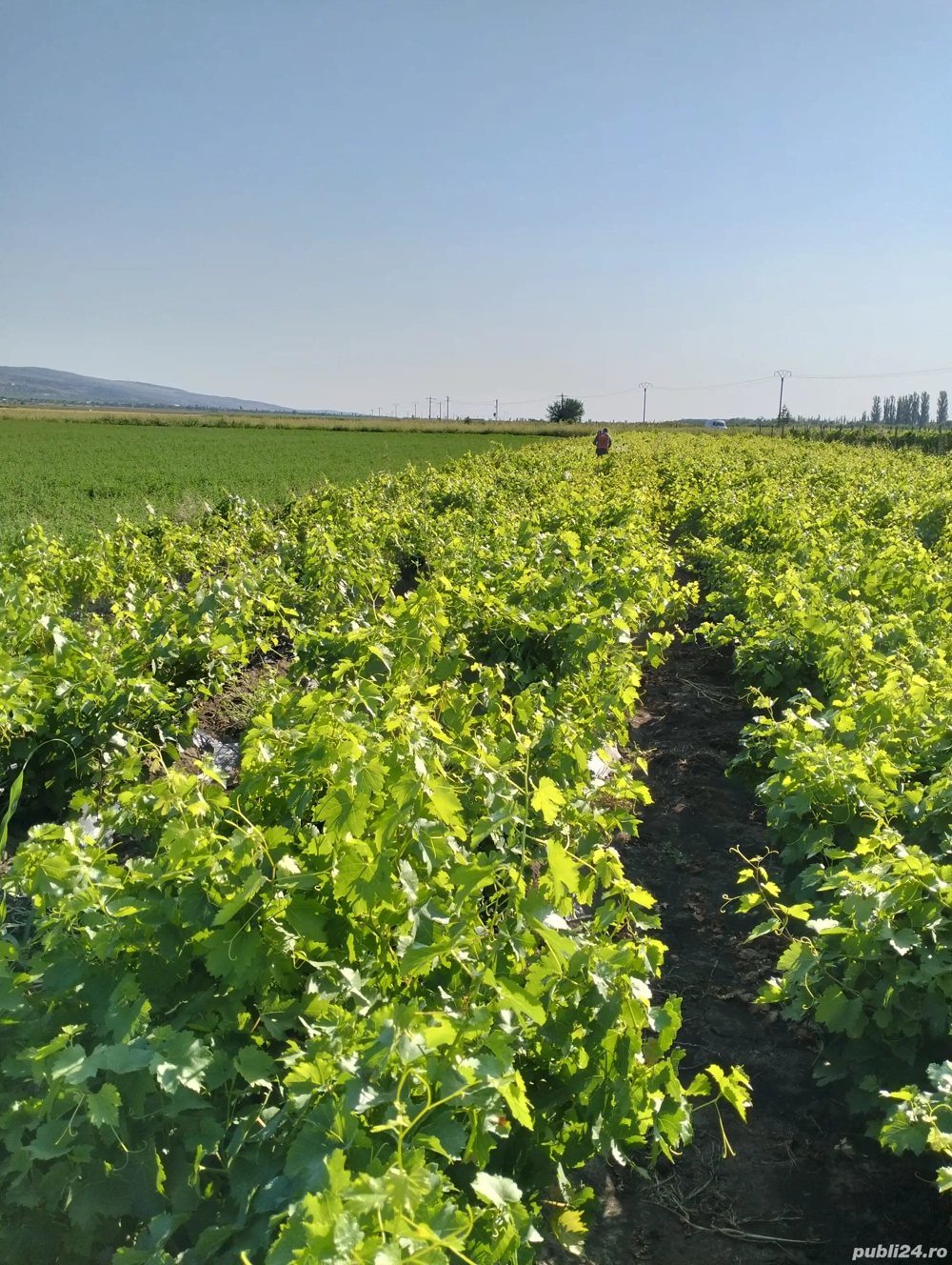 Butași vita de vie altoita calitatea 1 diverse soiuri de masa și de vin. De masa la 10 lei firul  - 