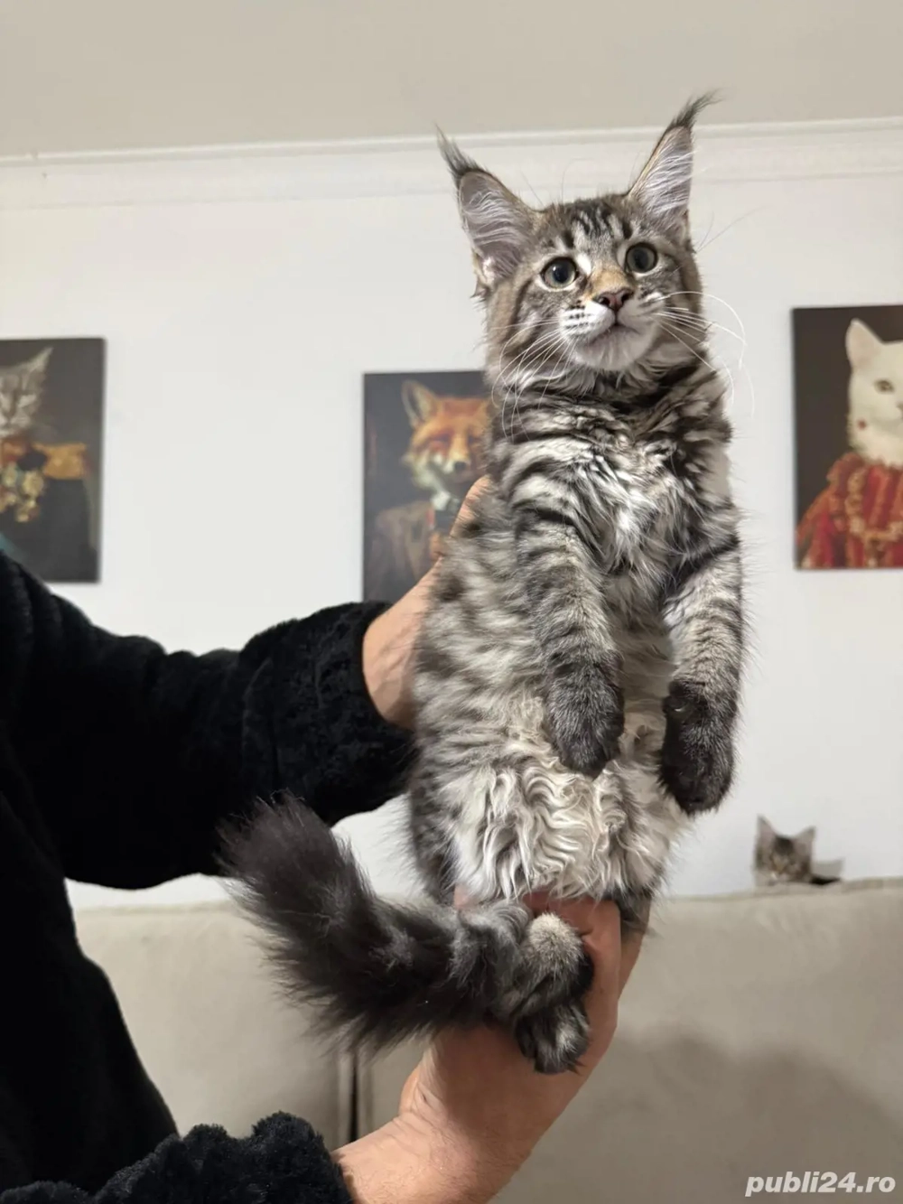 Maine coon pui vaccinati 