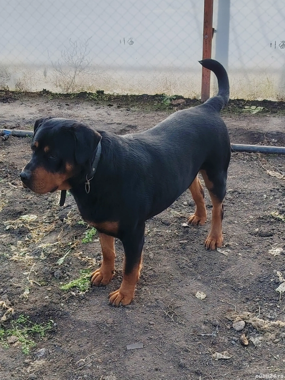 Vând câine Rotwailer