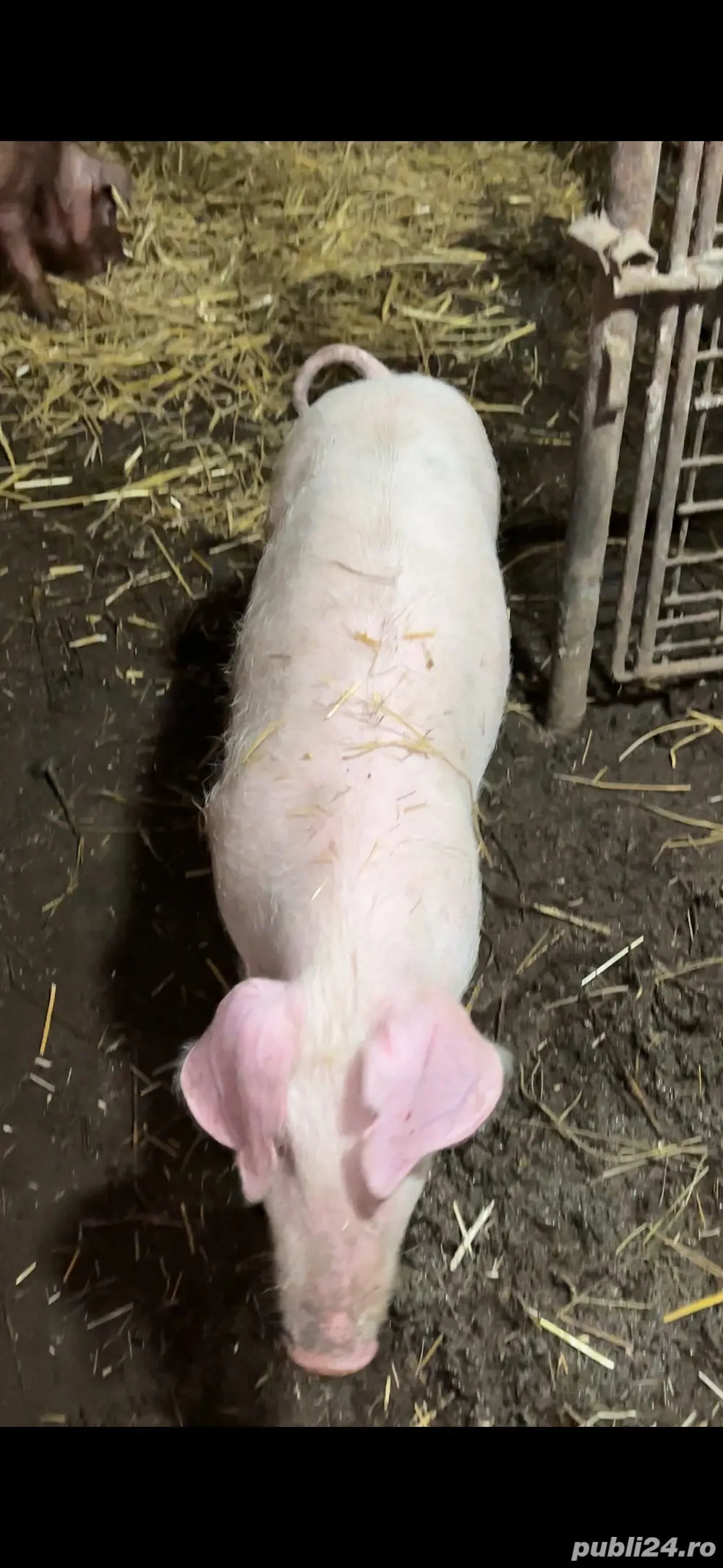 scrofita landrace pur 