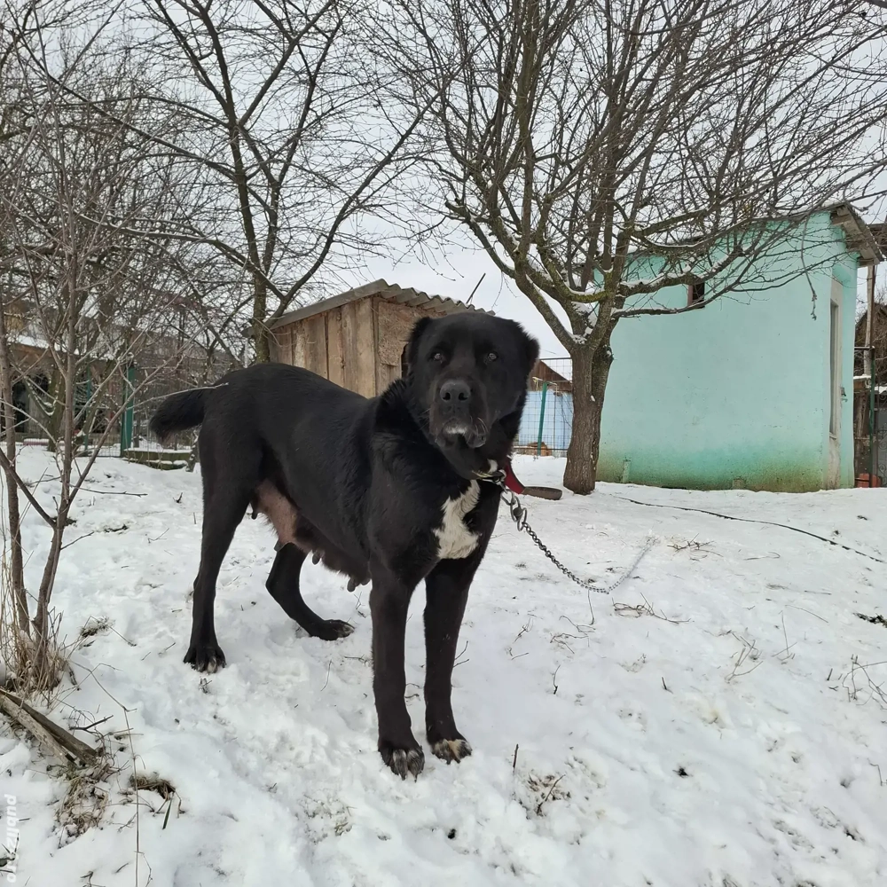 Vând Schimb Femelă Ciobanesc de Asia Centrală 