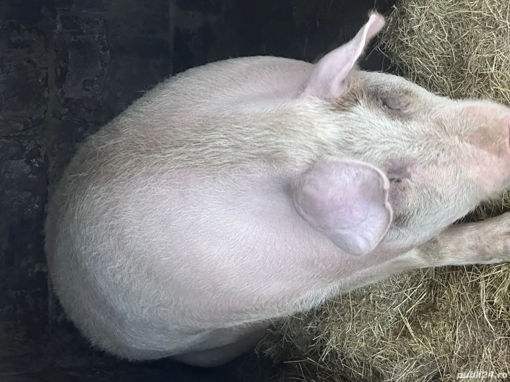 Porc de vânzare peste 300 kg