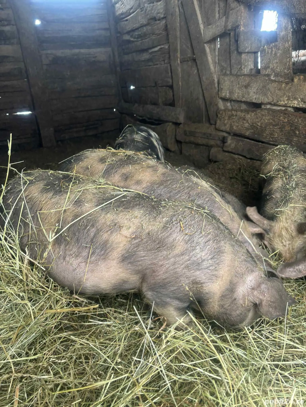 vand grasuni de 3 luni jumătate 