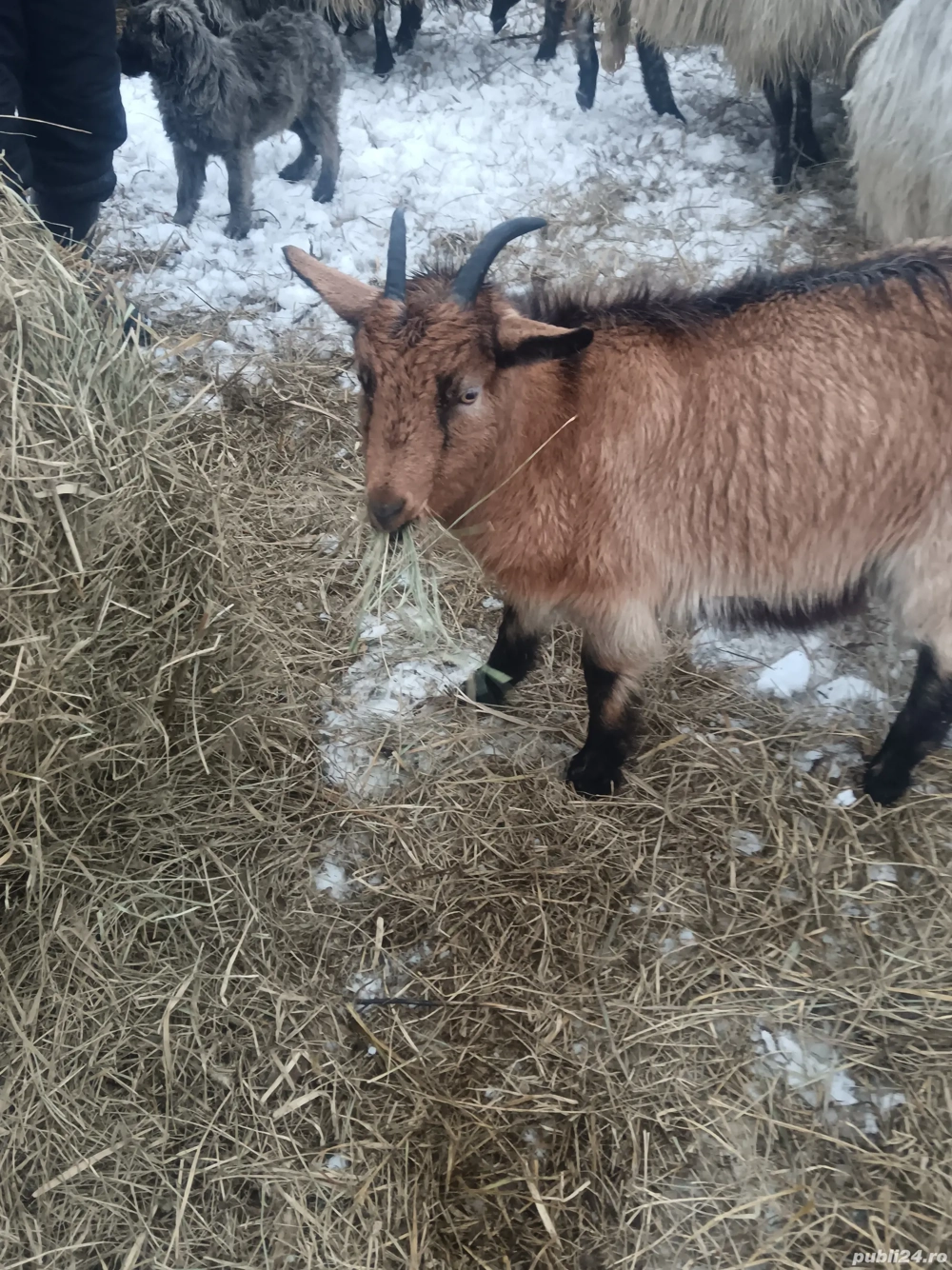 vând 2 ieduțe din luna lui Mai fătate 