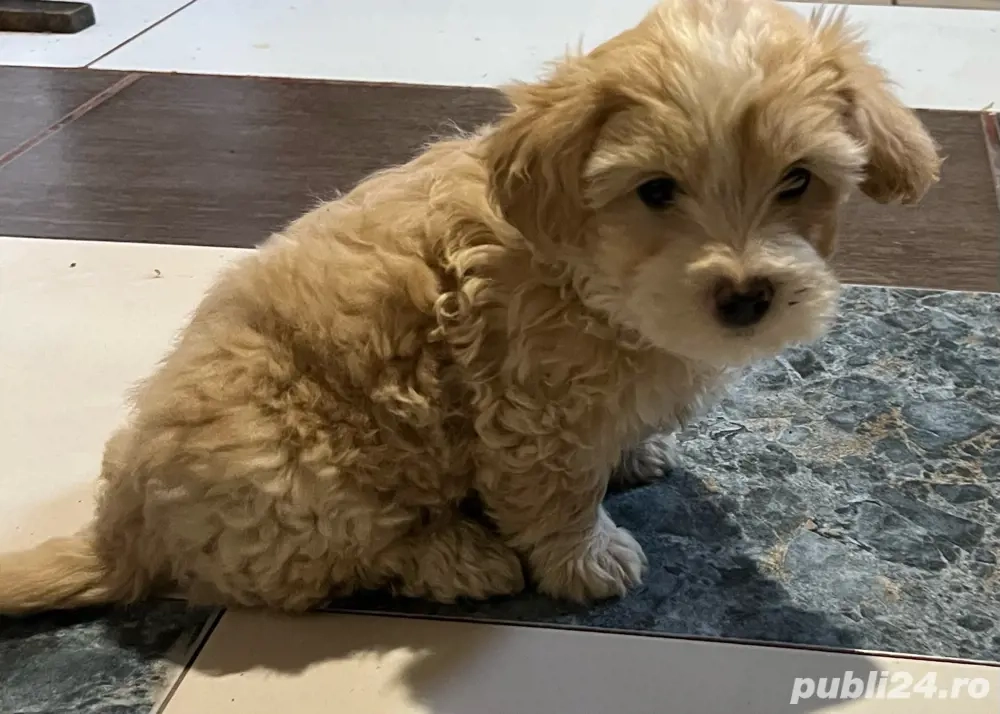 Bichon maltez de vânzare