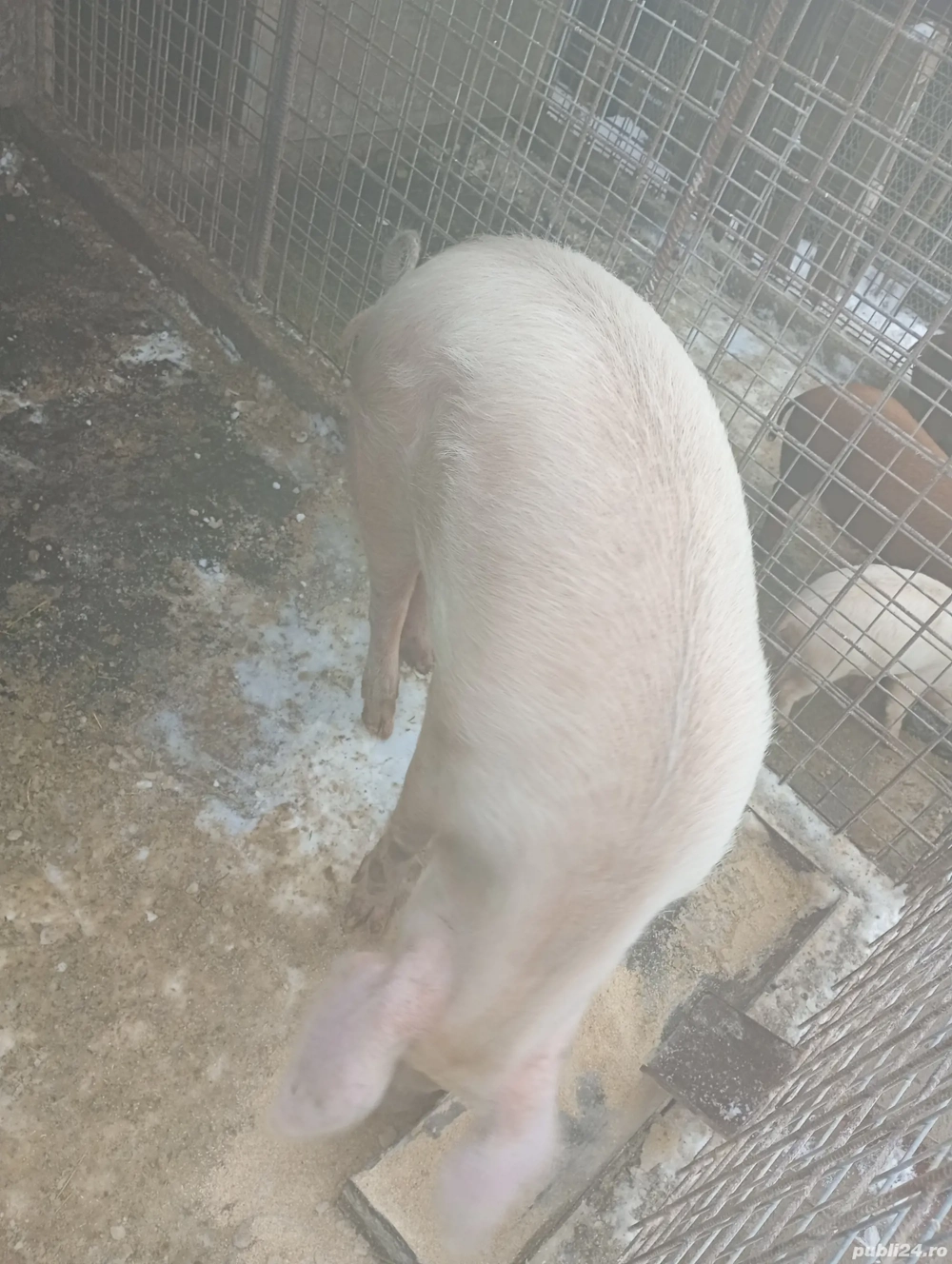 Vând porc de sacrificat