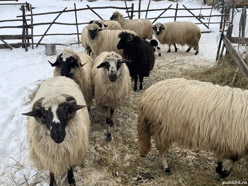 vând 9 oi și un berbece 