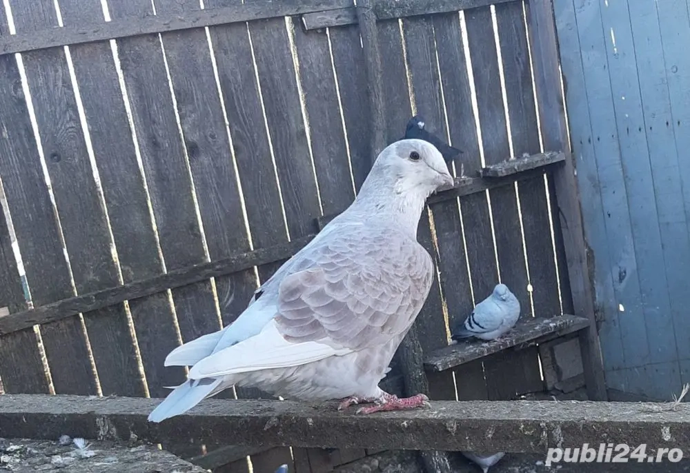 Porumbei voiajor standard 