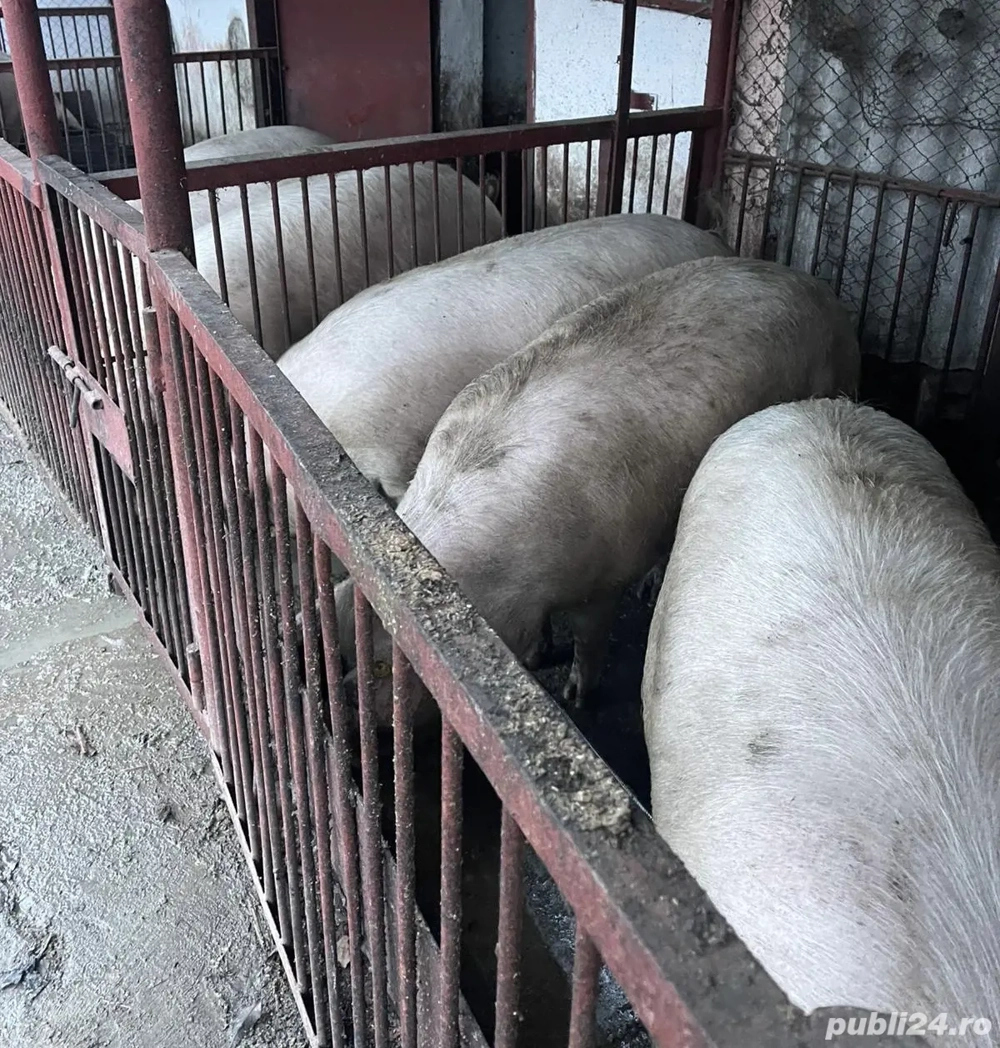 Vând porci de carne landras 150-180 de kg BIO