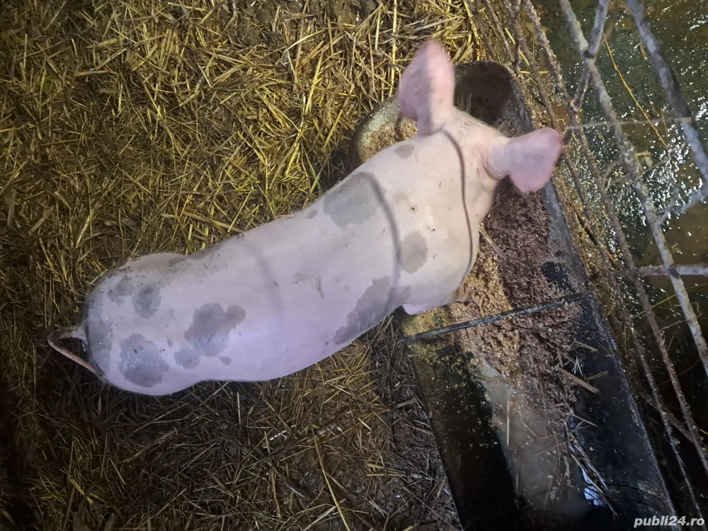 Purcei pietrean de vânzare 