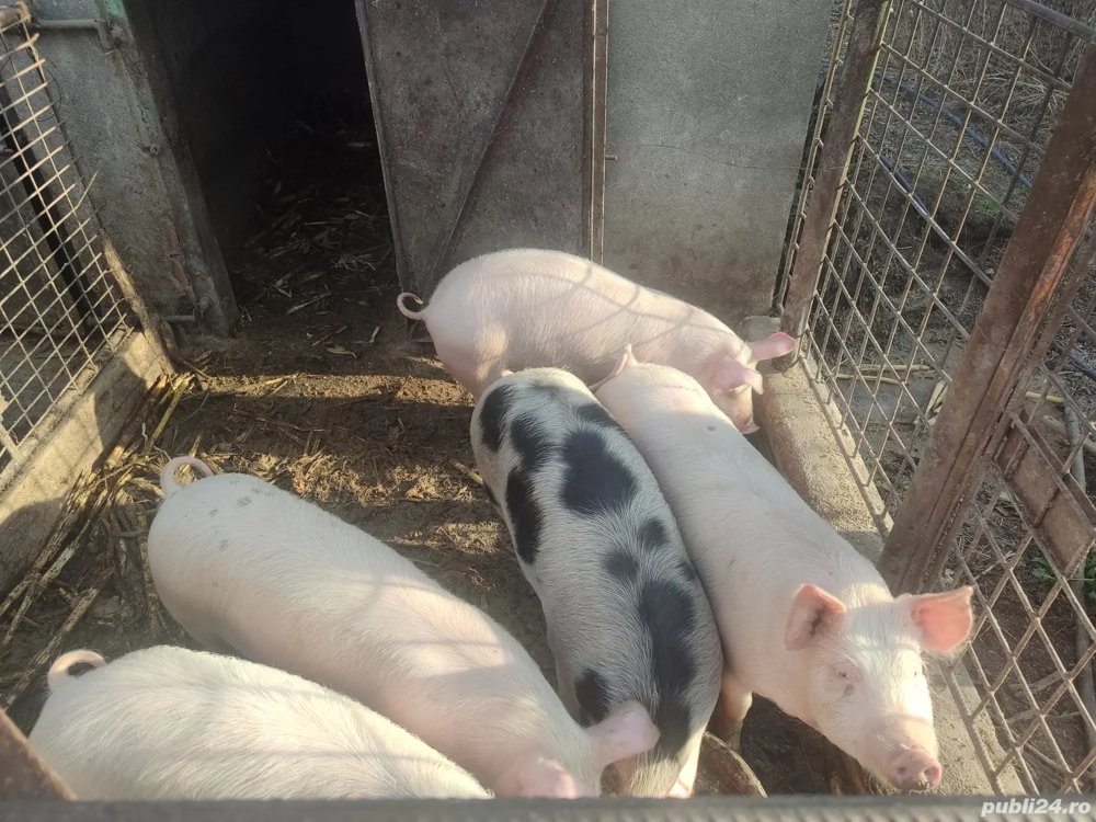 vând porci de carne (metis pietrean+pig german)