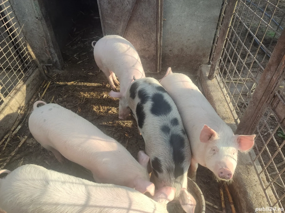 Vând porci carne (metis pig german cu pietrean)