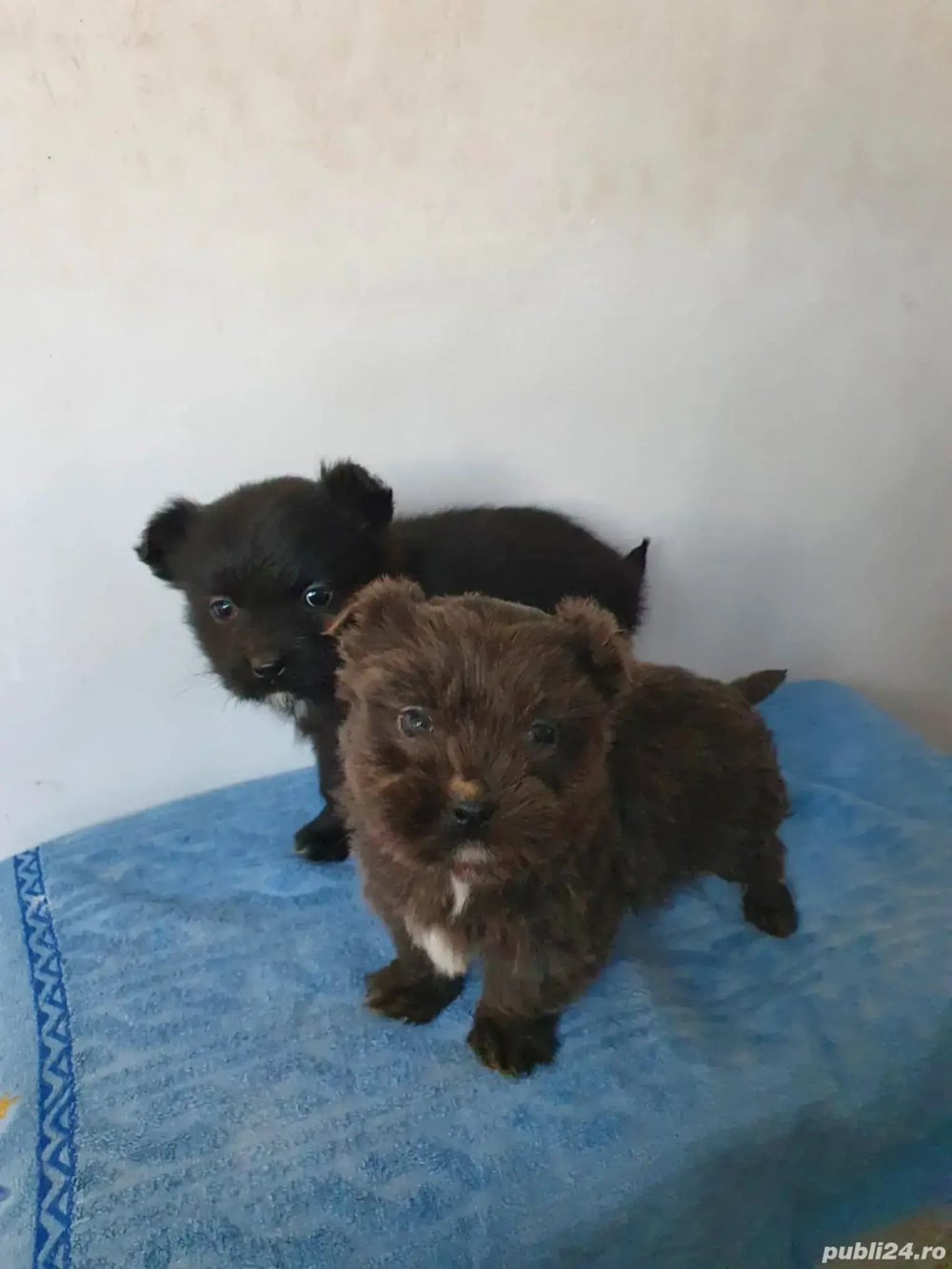 Donez pui drăgălași de Bichon Havanez  Havanese