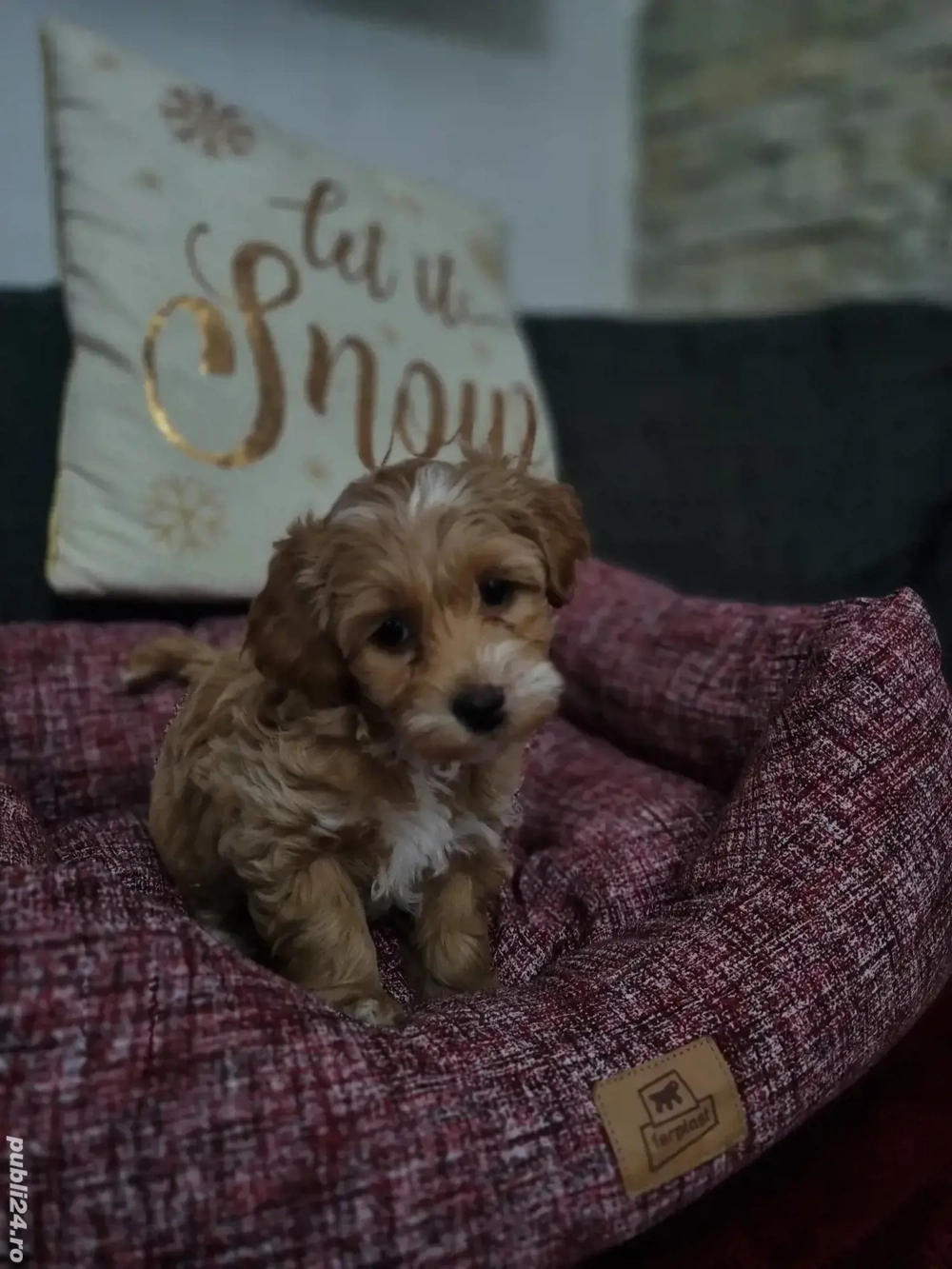 Baietel si fetita maltipoo