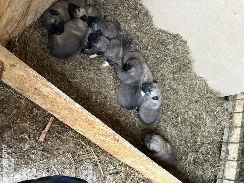 Catei Kangali Originali 