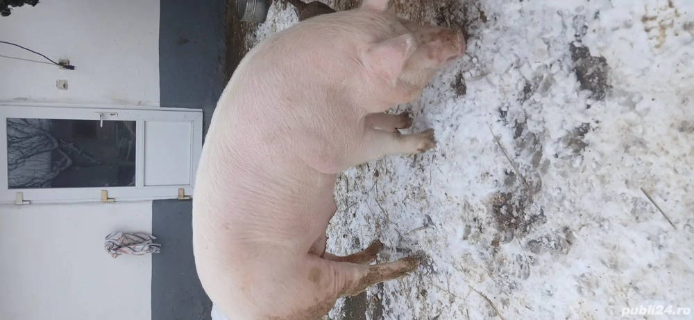 Porci de vanzare 11 lei kg!