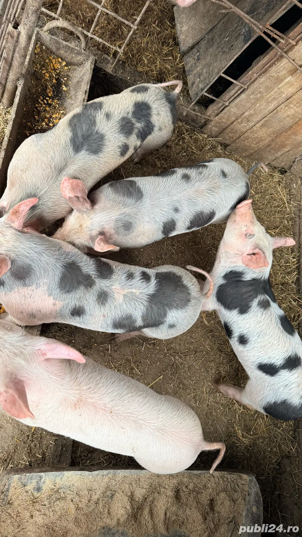 Purcei pietrean de carne