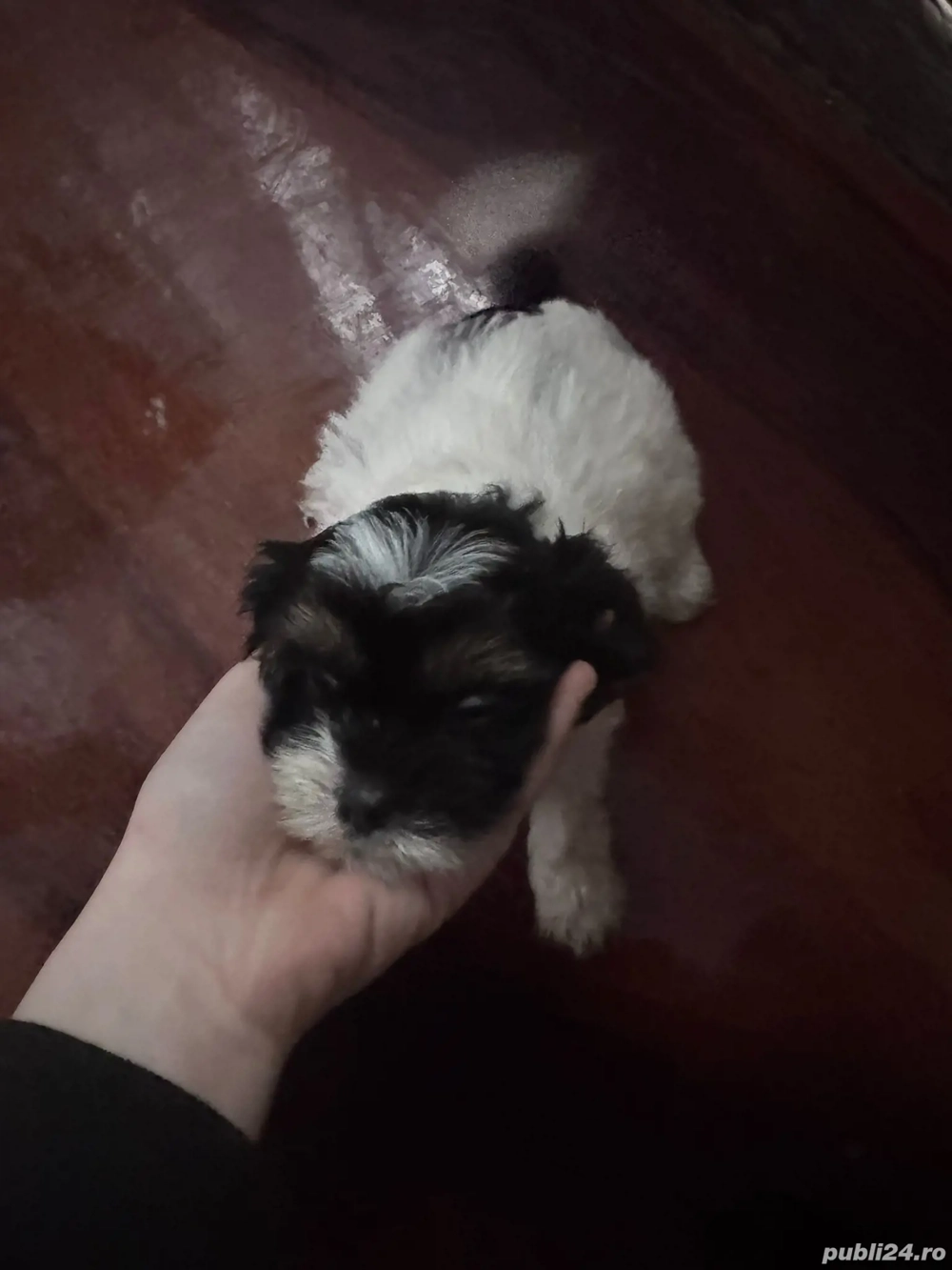 Metis bichon maltez fetiță 