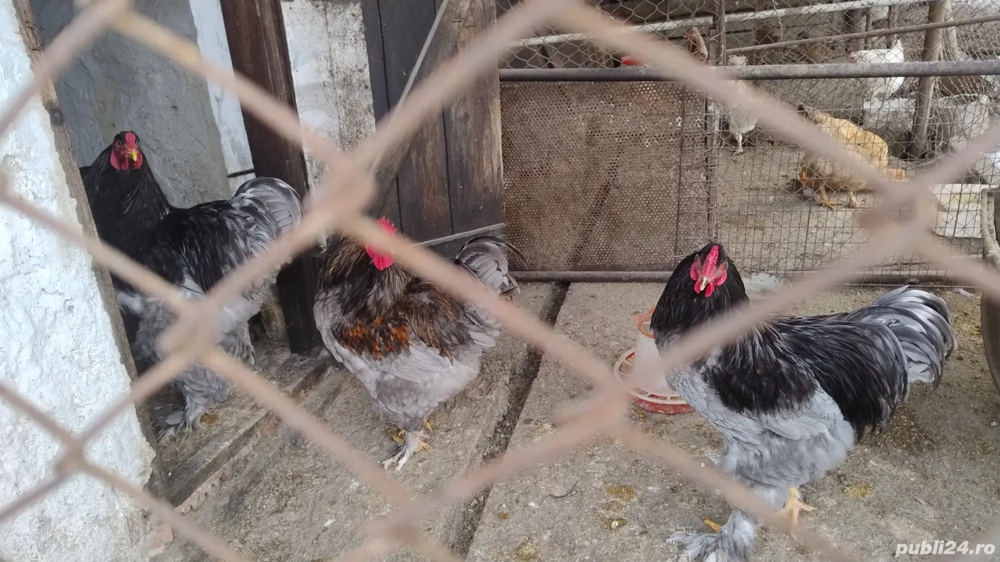 Vând cocoși brahma și un cocos moțat și incaltat de anul trecut 