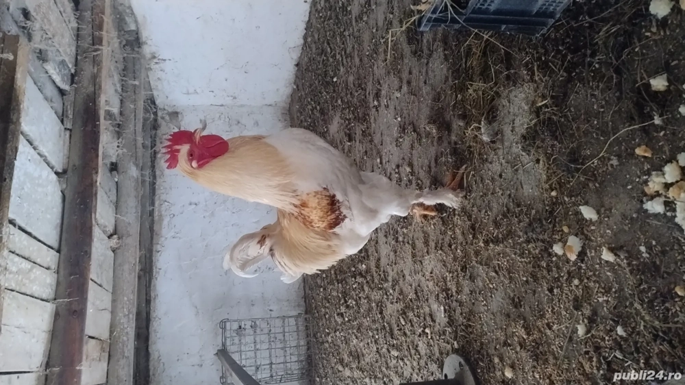 Vând cocoși brahma frumosi colorati de anul trecut !