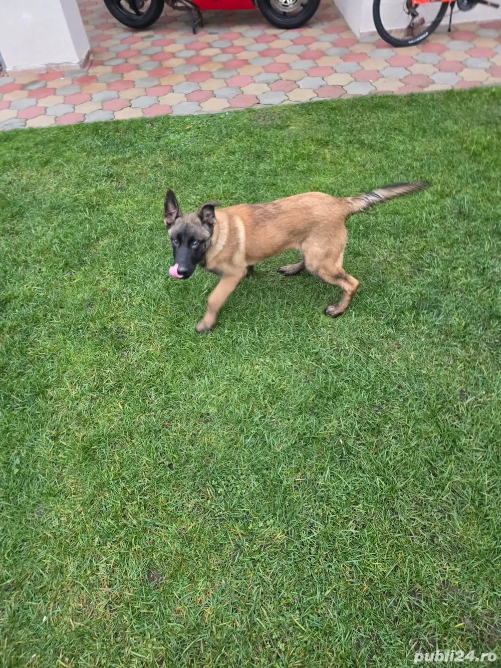 Caltelusa mallinois belgian