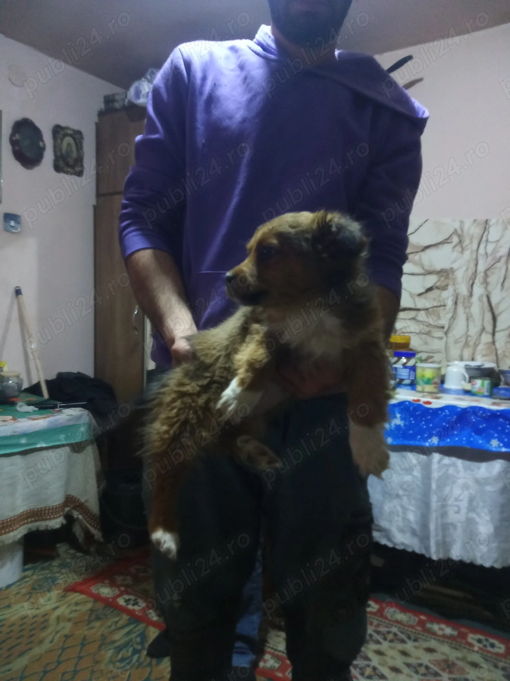 Pichinez imperial  cateii