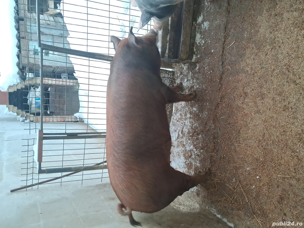 Vand scroafa duroc si porc petrean 