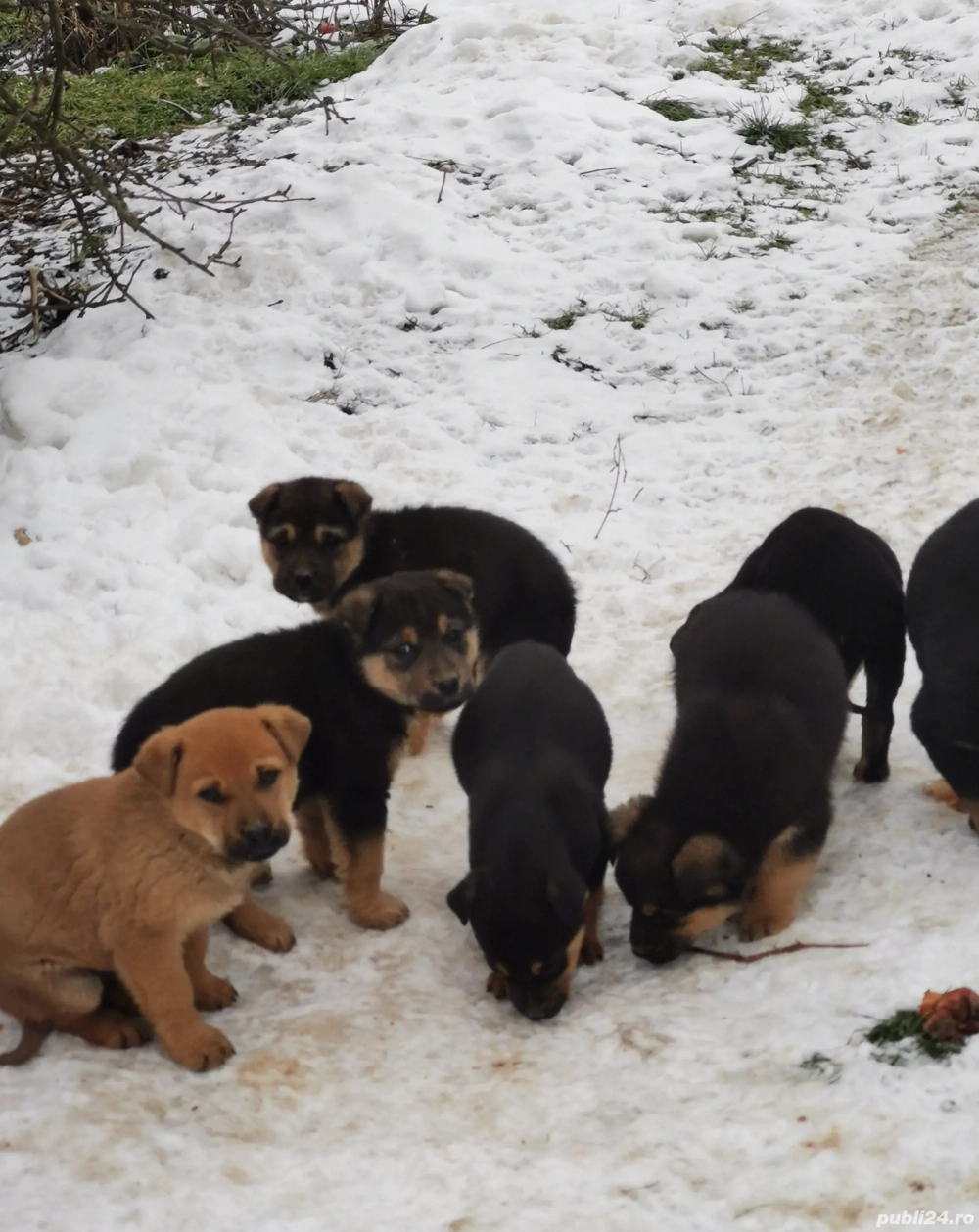 Catelusi pentru adoptie