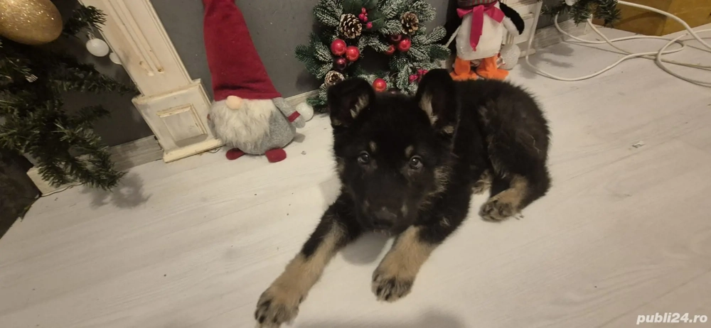 Pui de caine Ciobanesc German (lup)