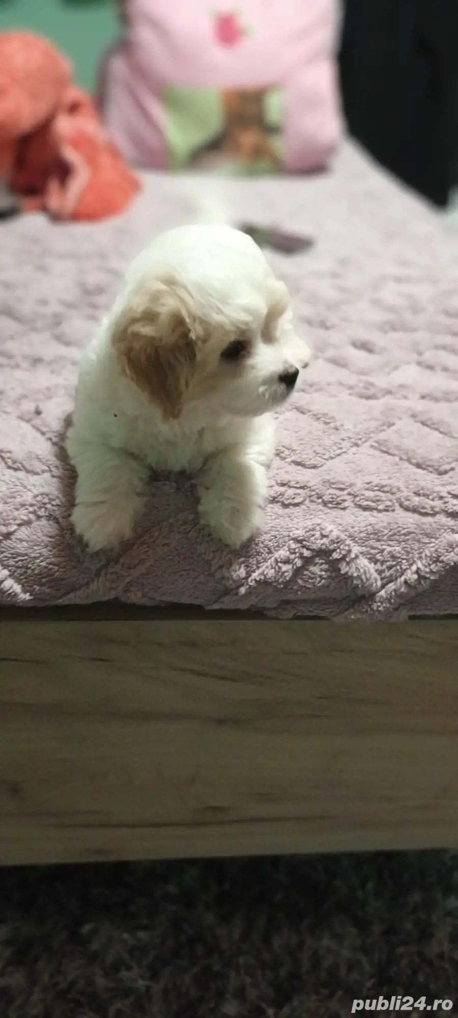 De vinzare bison maltez baietel 