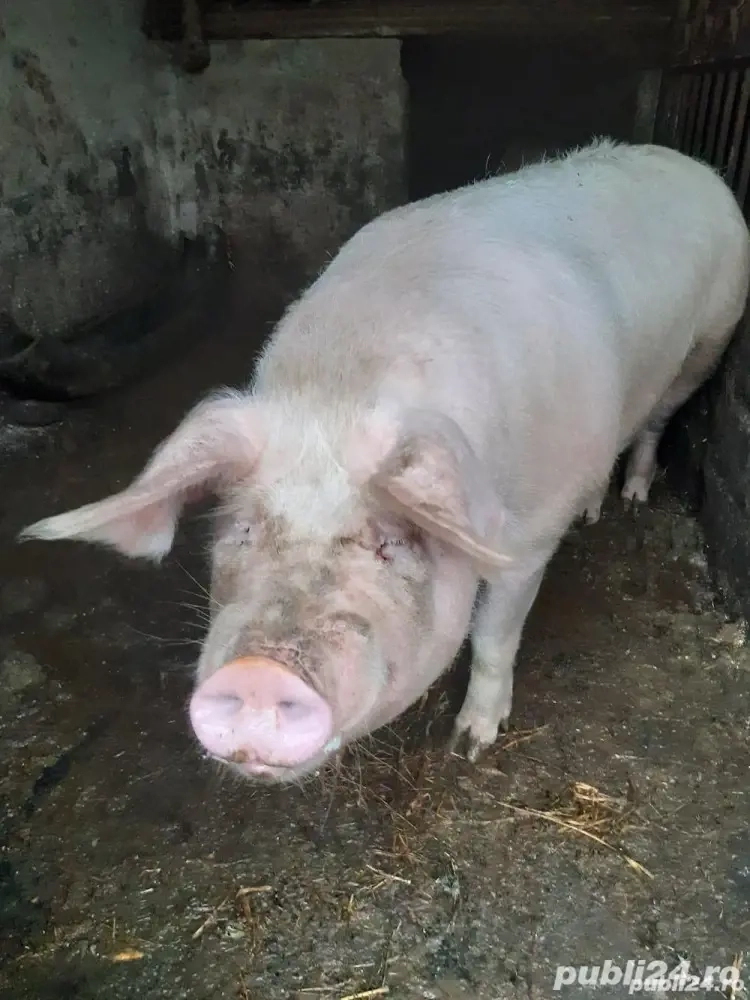 Porci de vanzare Vrancea Movilita