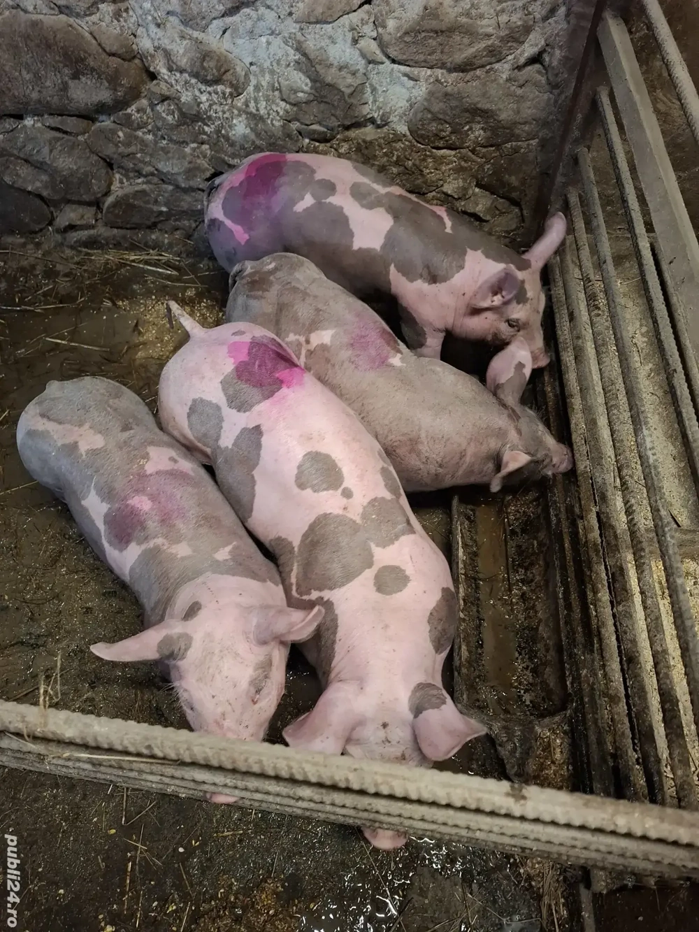 purcei pietrain 9 saptamani 