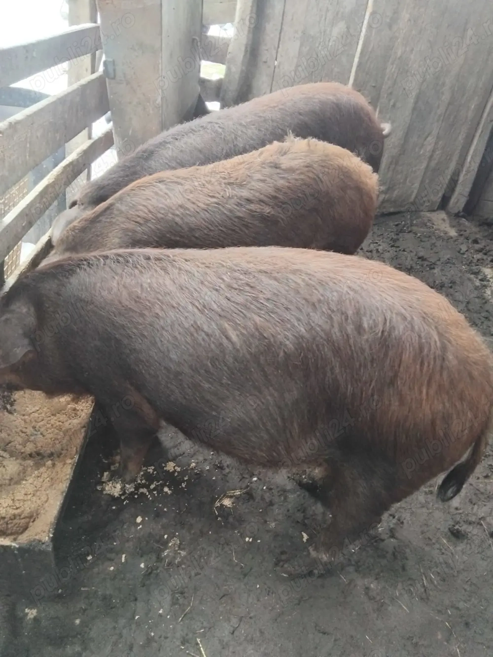 Vând grasune purcele gestante  de 3 luni