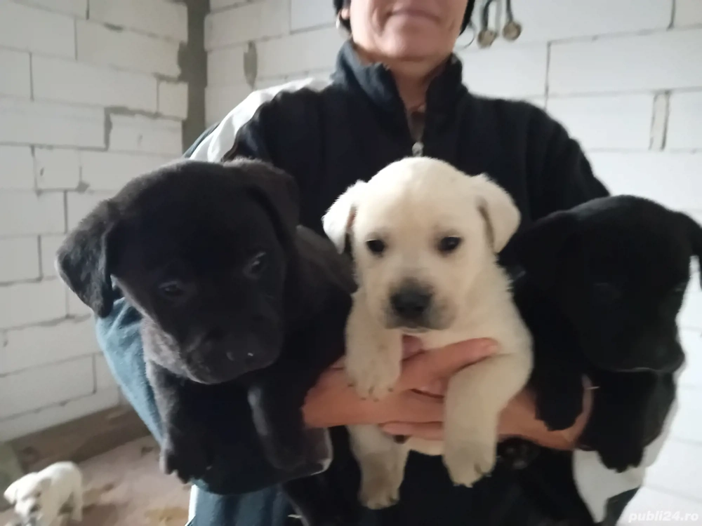 Catei Labrador Retriver