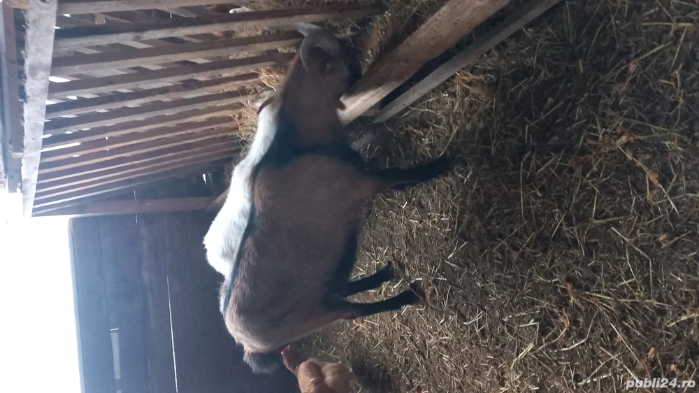 Tap alpin francez , capra prima fatare metis alpin -saanen