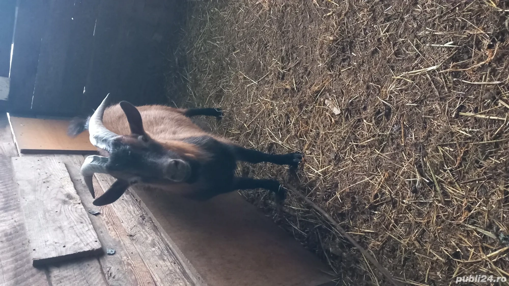 Tap alpin francez schimb cu capra gestanta par scurt 