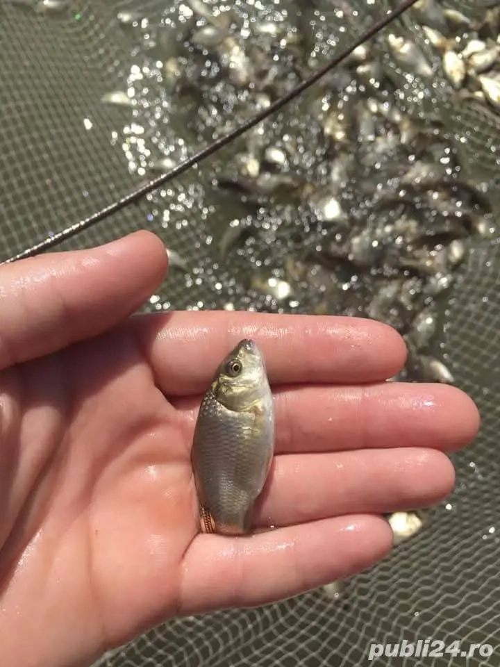 puiet de caras si crap pentru populare iazuri si balti Momeala vie pentru pescuit la rapitor