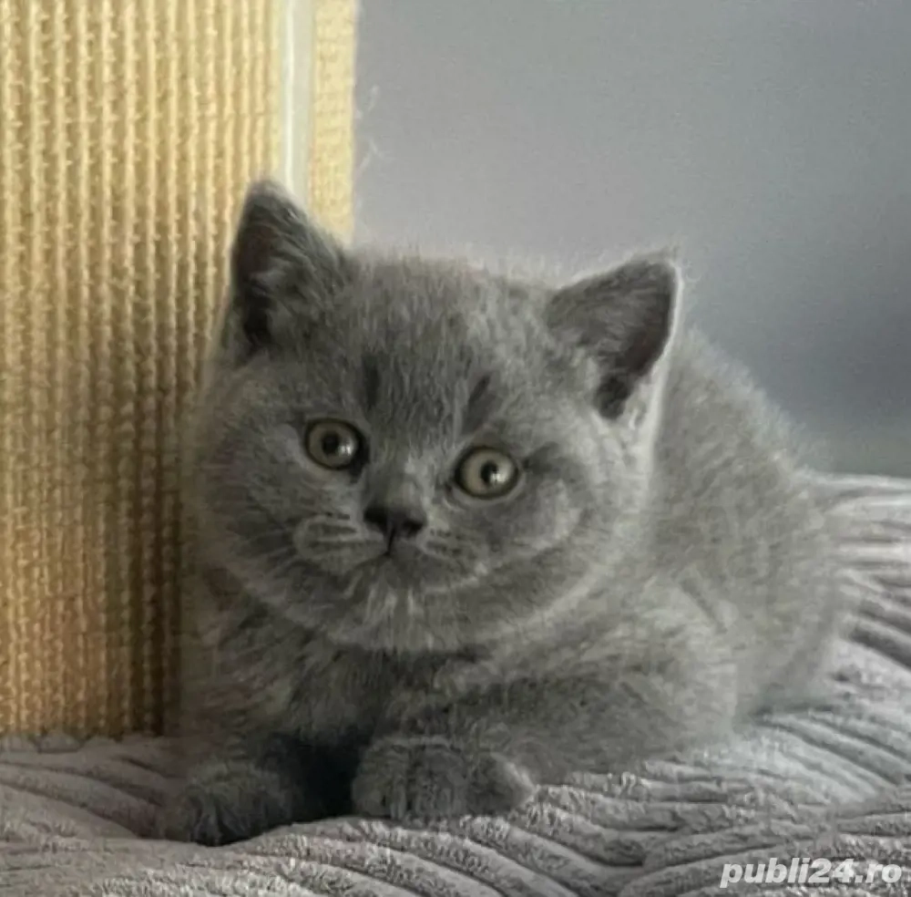 British Shorthair blue 