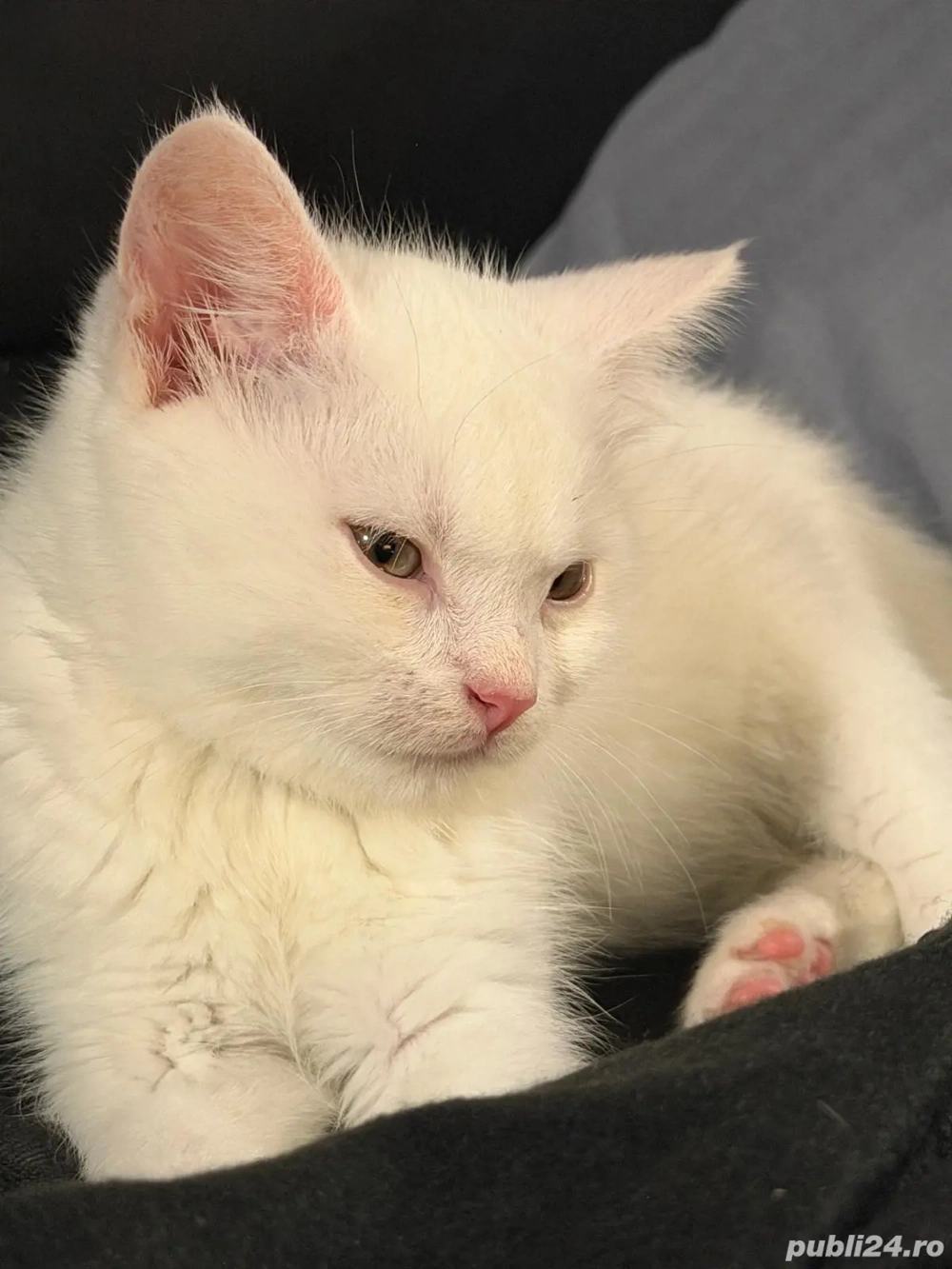 British shorthair alb 1200 lei