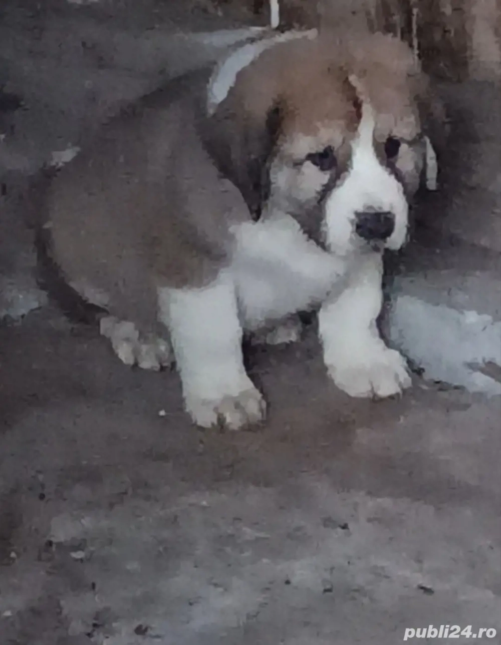 Ciobanesc asia centrala 