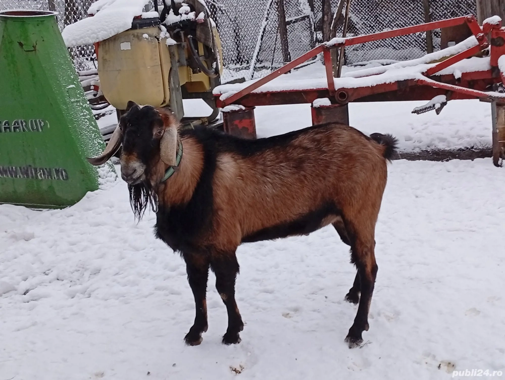 Disponibil țap anglonubian foarte cuminte și bun de montă