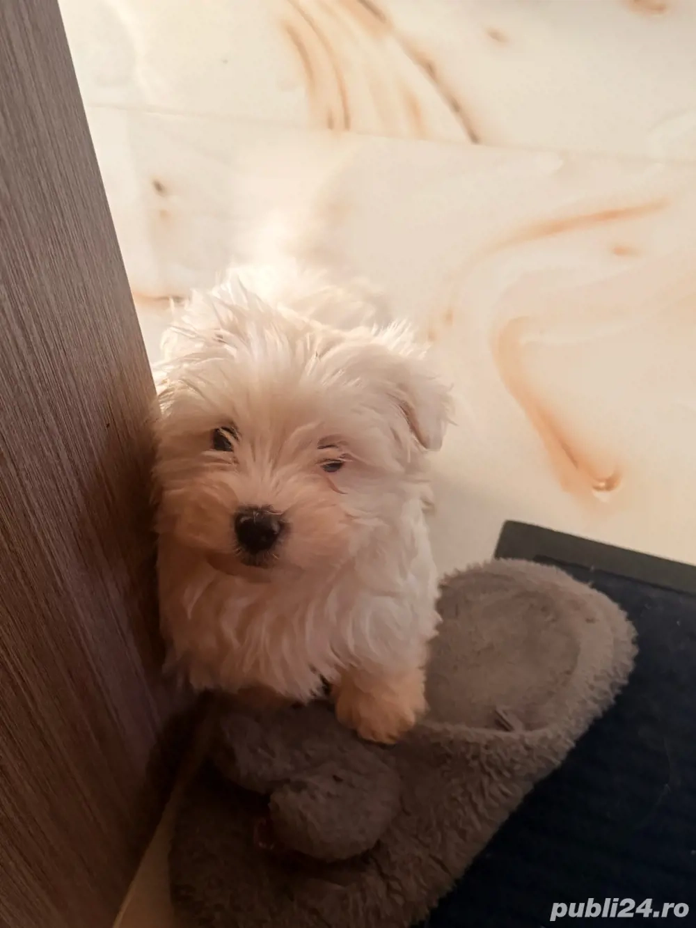 bichon maltez mini toy