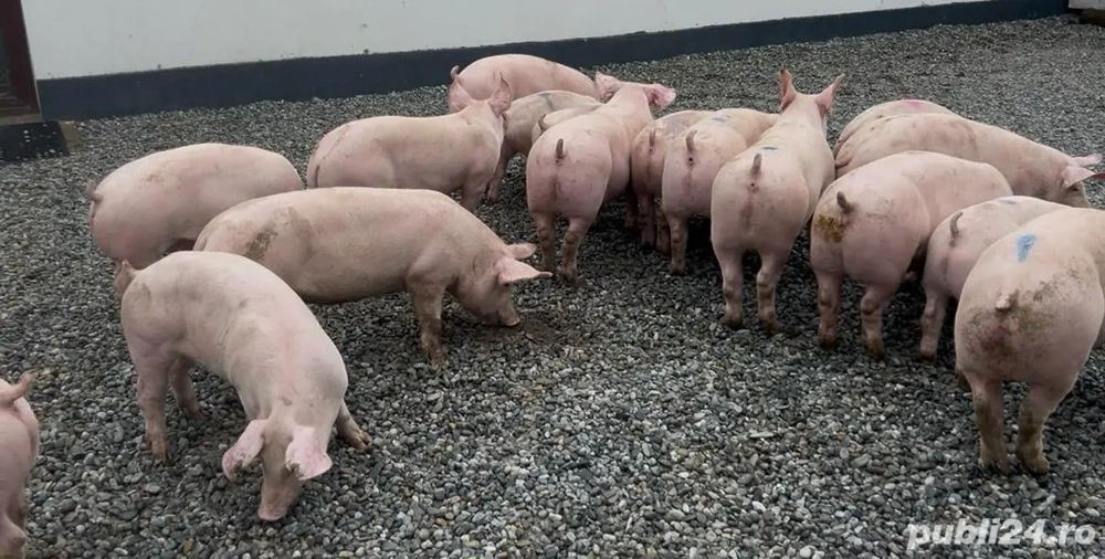 Purcei de la 40 la 70 kg