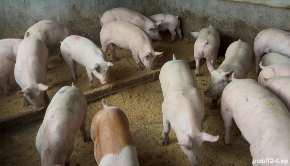 Purcei de la 40 la 70 kg
