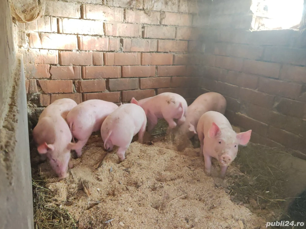 Porci pietrain de vanzare