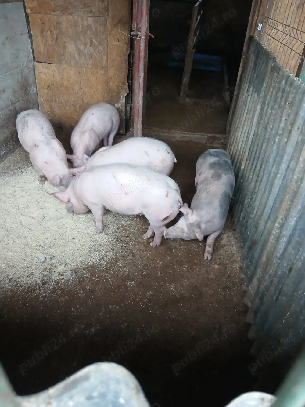 Vând purcei rasa Peris 