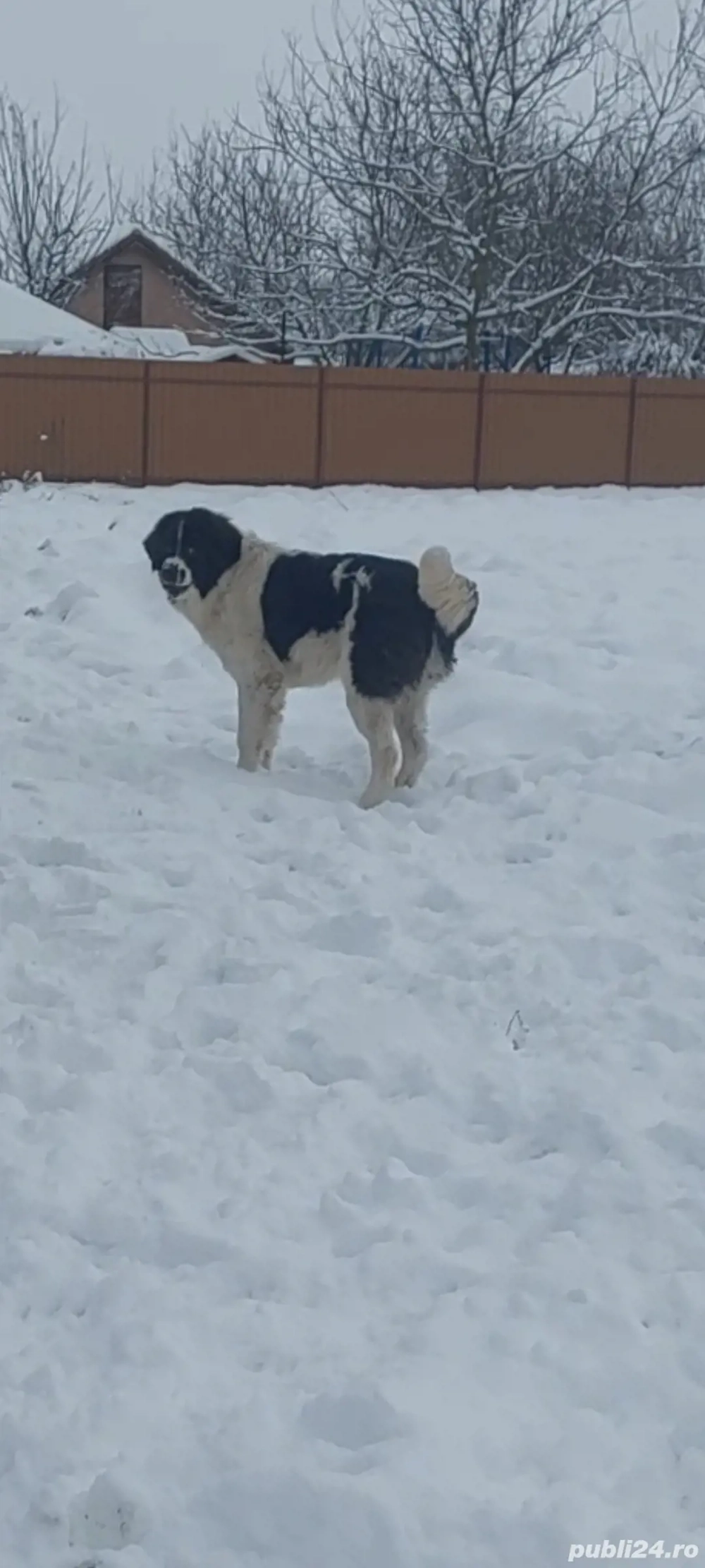 Ciobănesc de bucovina 