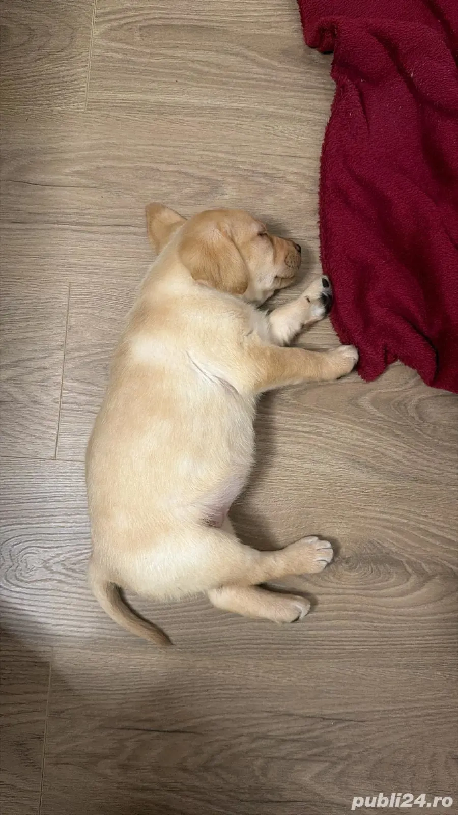 Labrador Retriever pentru adoptie