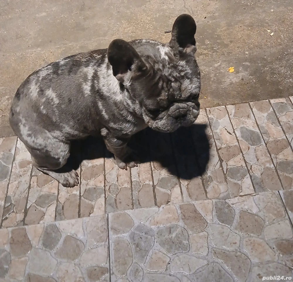 Vând bulldog francez